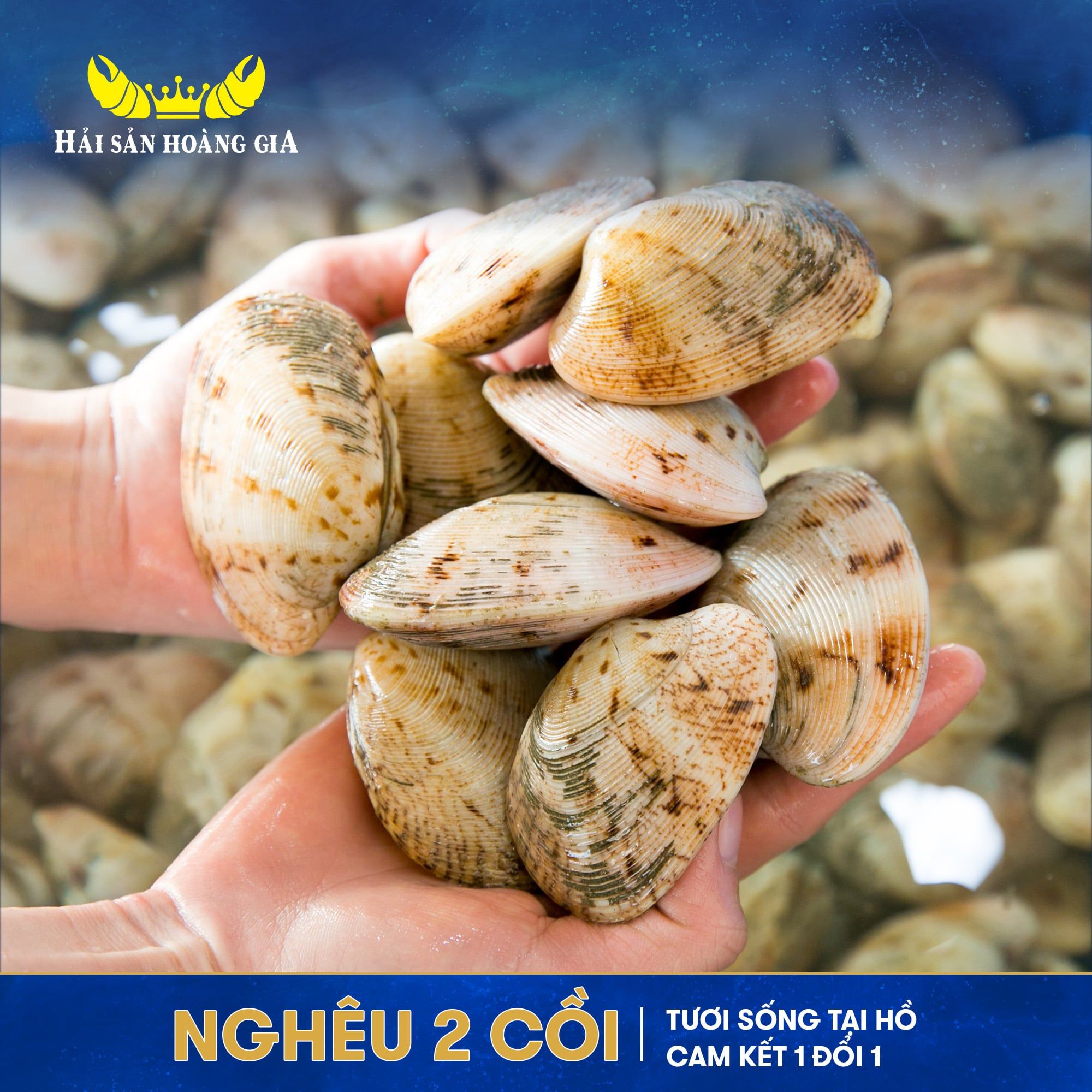  Nghêu 2 Cồi - Sống 