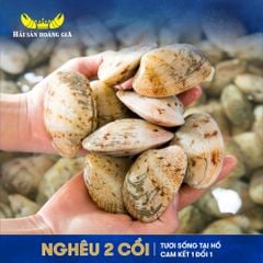  Nghêu 2 Cồi - Sống 