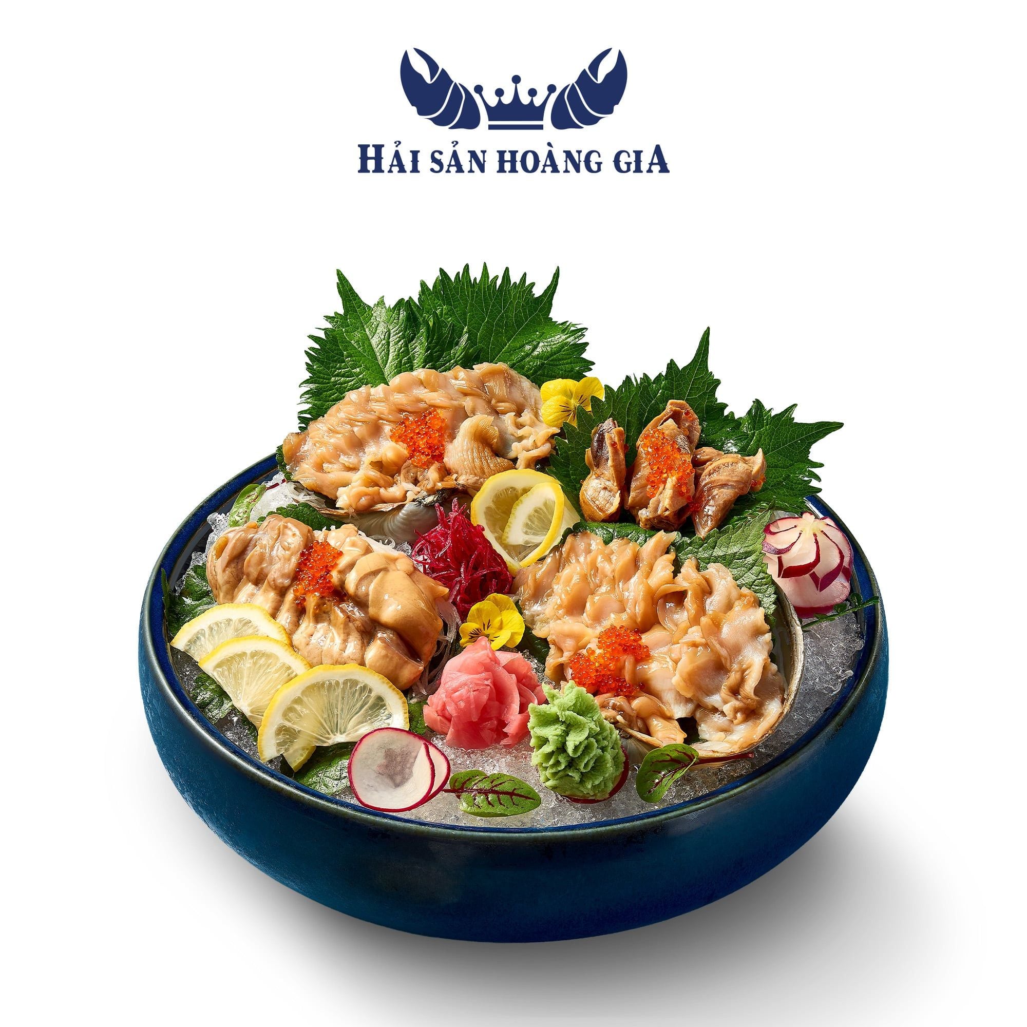  Ốc Vòi Voi - Sống 