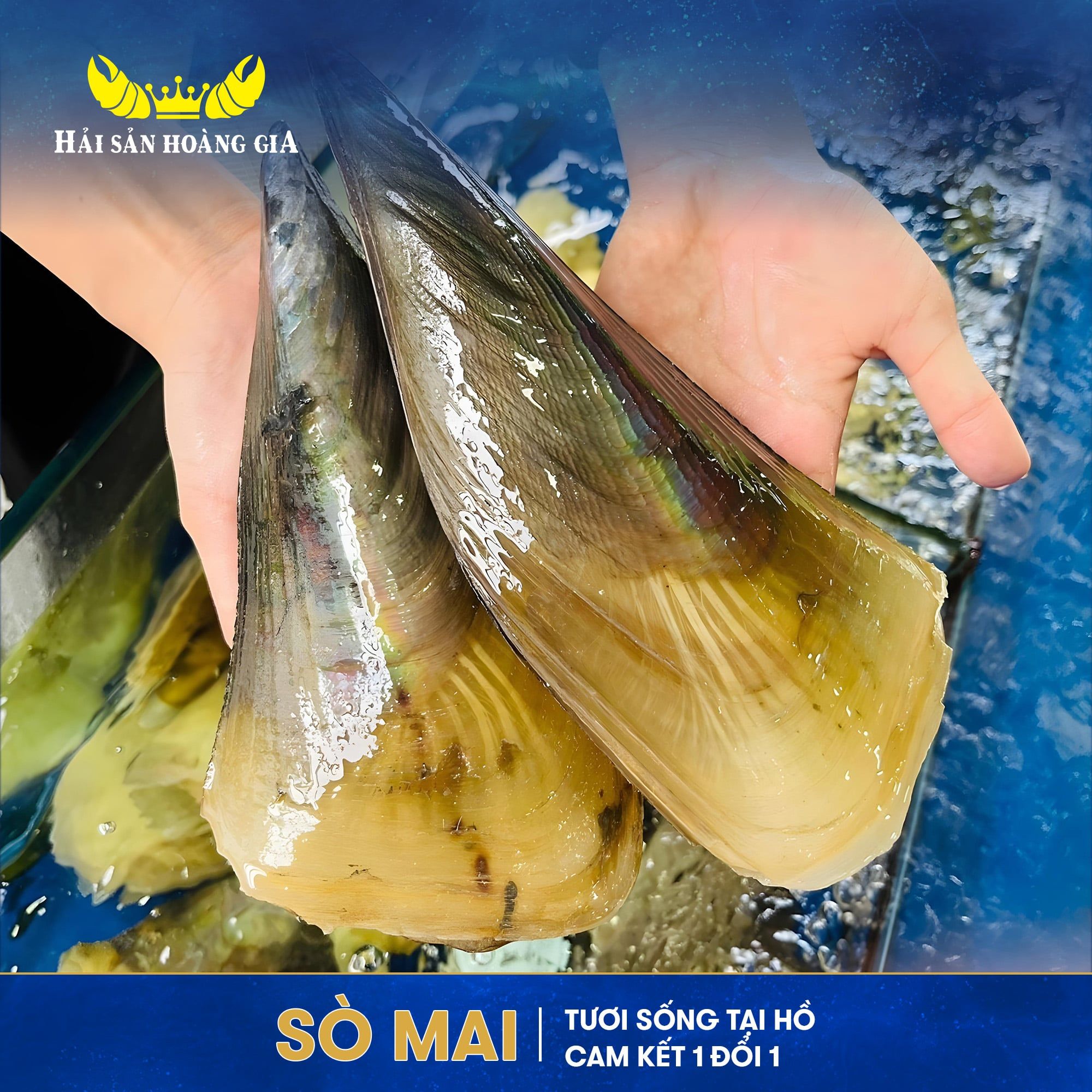  Sò Mai (Size lớn) - Sống 
