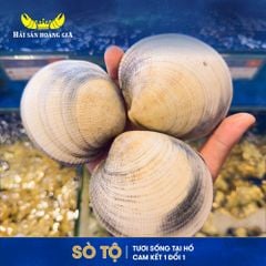  Sò Tộ - Sống 