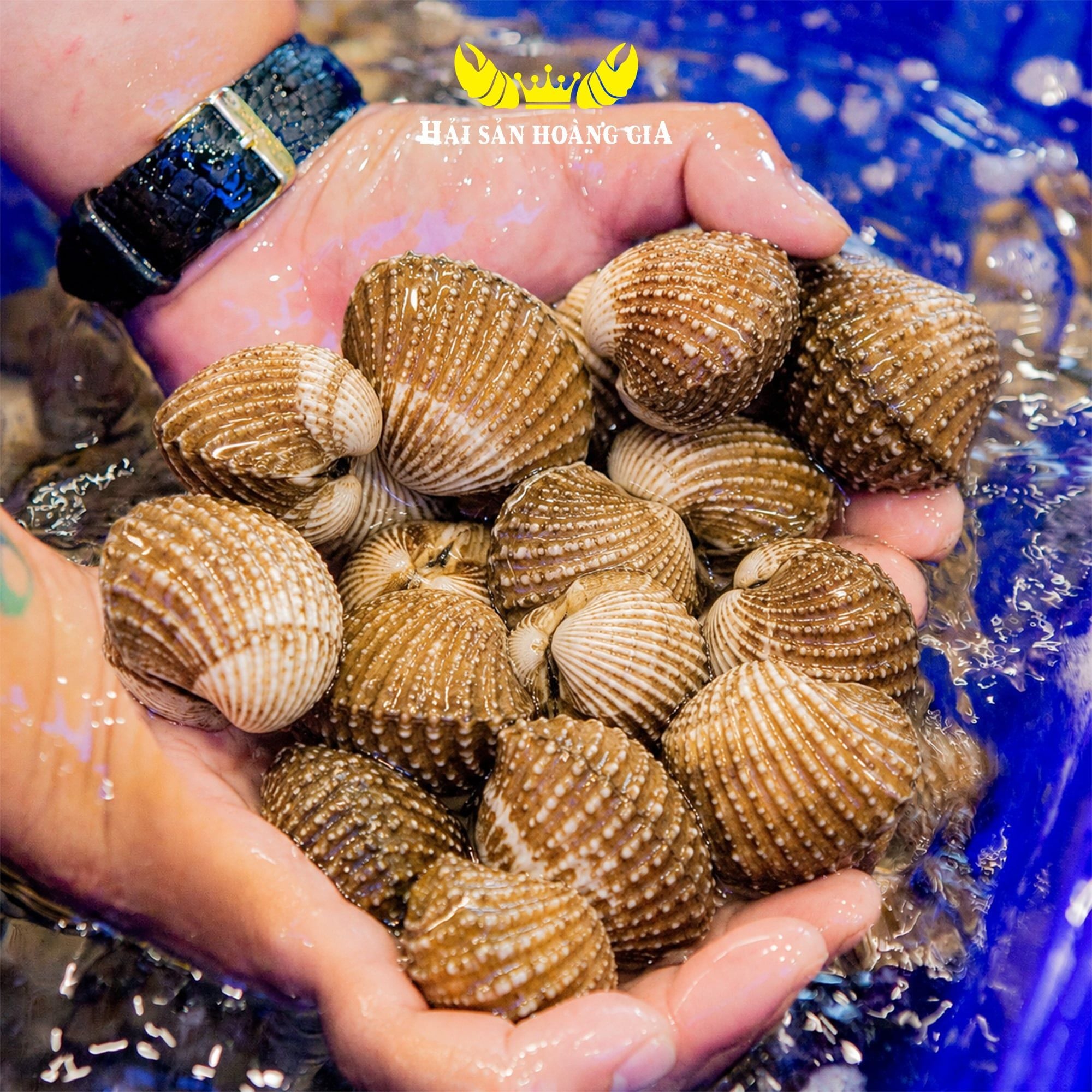  Sò Huyết (Size 20-40 con/kg) - Sống 