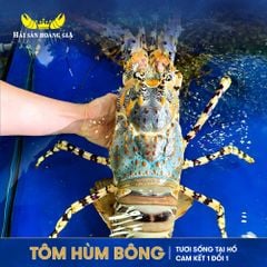  Tôm Hùm Bông - Sống 