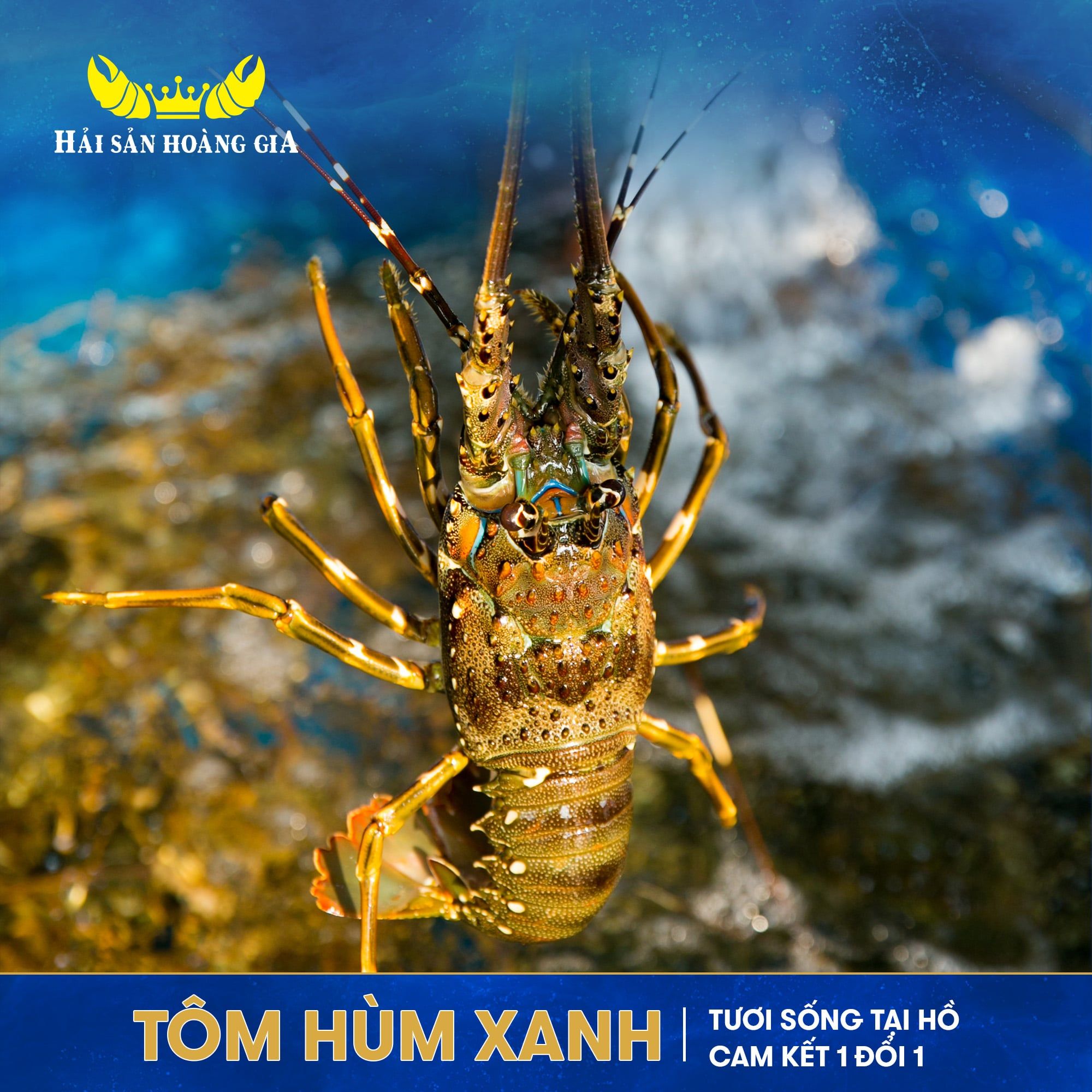  Tôm Hùm Xanh (Size Đặc Biệt) - Sống 