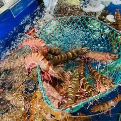 Tôm sú biển tươi sống tại Hải Sản Hoàng Gia