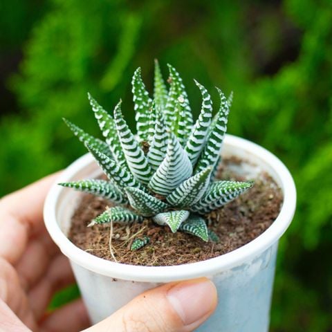 Sản phẩm khuyến mãi