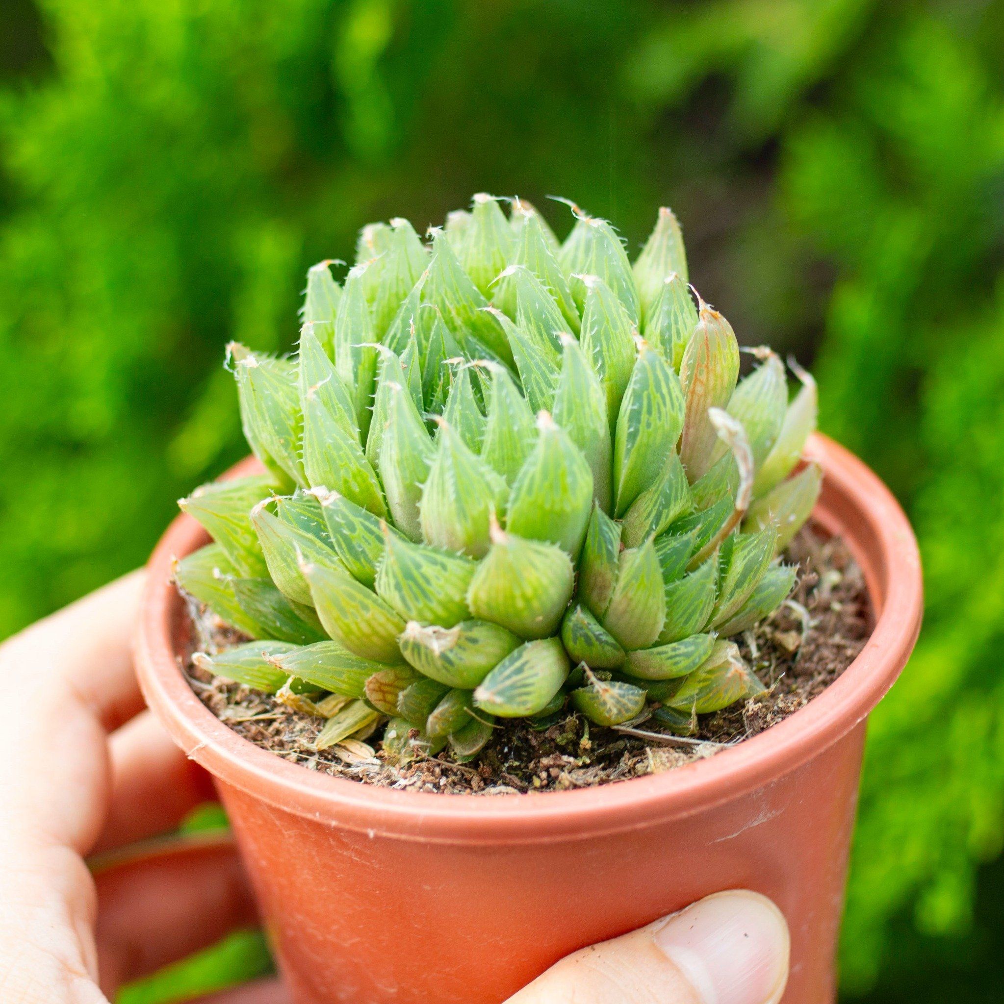  Sen đá dạ quang cỡ vừa 9-11cm (chậu nhựa) 