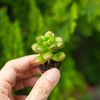  Sen đá sedum kẹo mini 2-3cm (không chậu) 