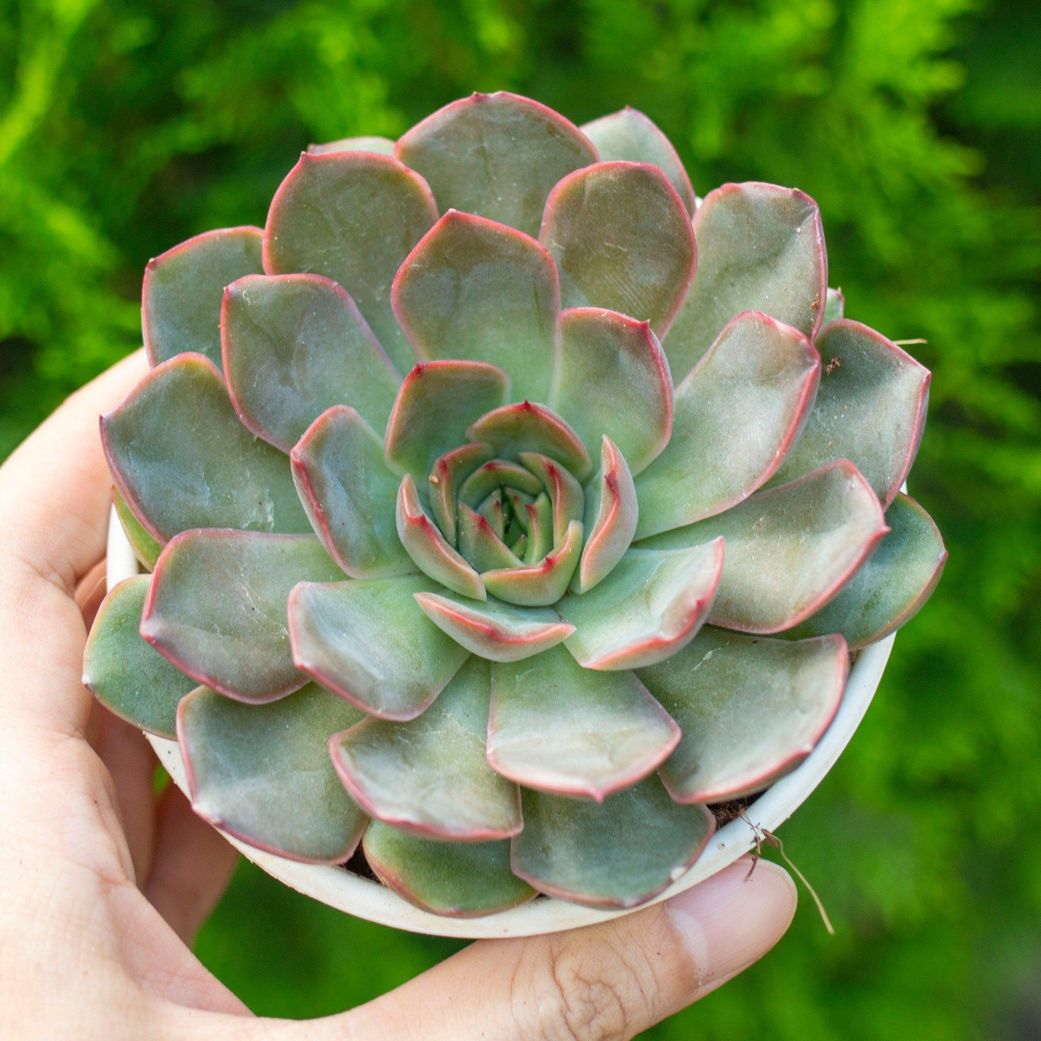  Sen đá viền cam cỡ vừa 9-11cm (chậu nhựa) 