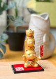  Mèo tầng may mắn 