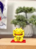  mèo vàng nhí 
