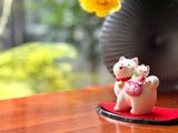  Shiba cõng mèo may mắn 