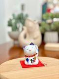  mèo nhí trắng xanh 