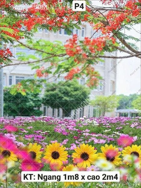  Phông Chụp Kỷ Yếu P4 