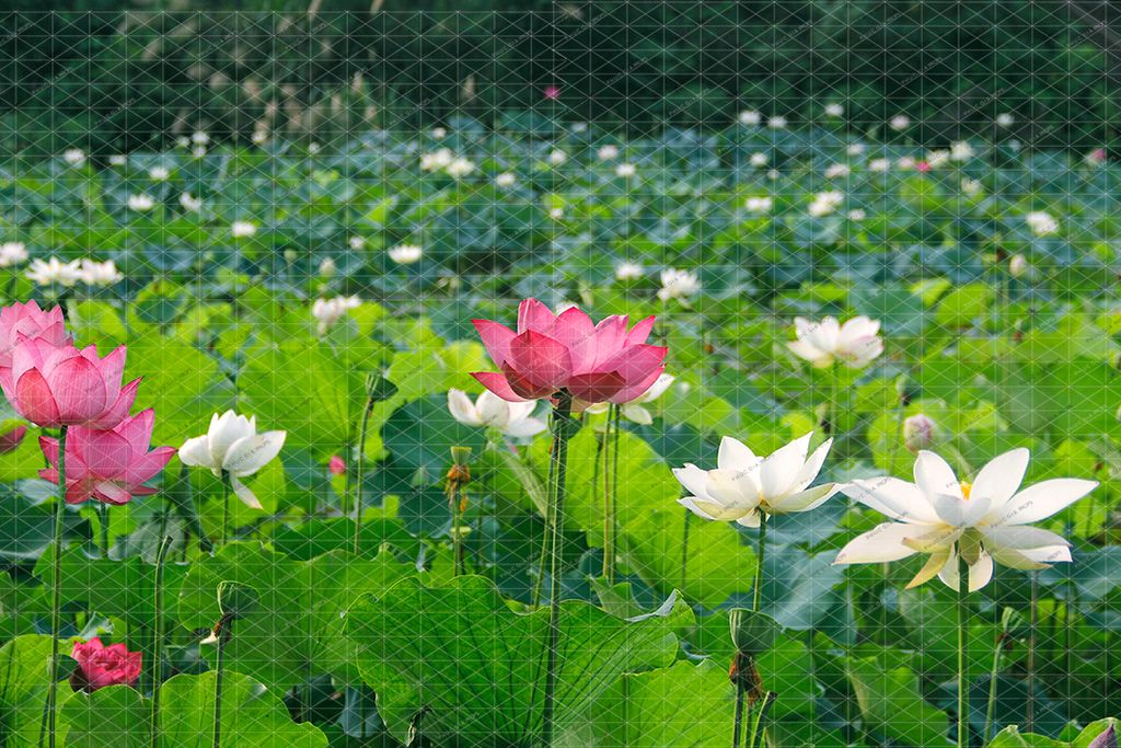  Phông Nền Sinh Nhật - SEN03 