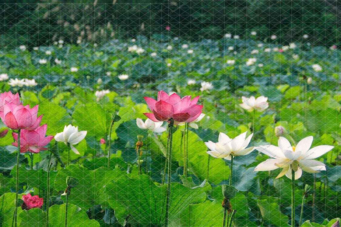  Phông Nền Sinh Nhật - SEN03 