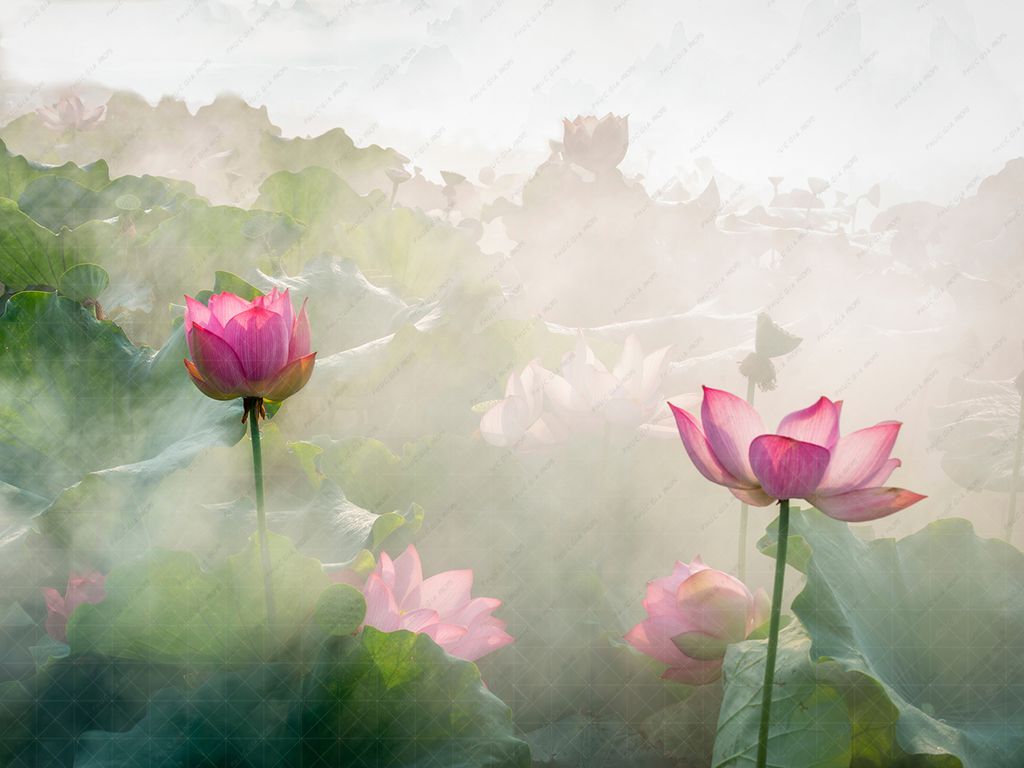  Phông Nền Sinh Nhật - SEN04 