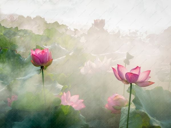  Phông Nền Sinh Nhật - SEN04 