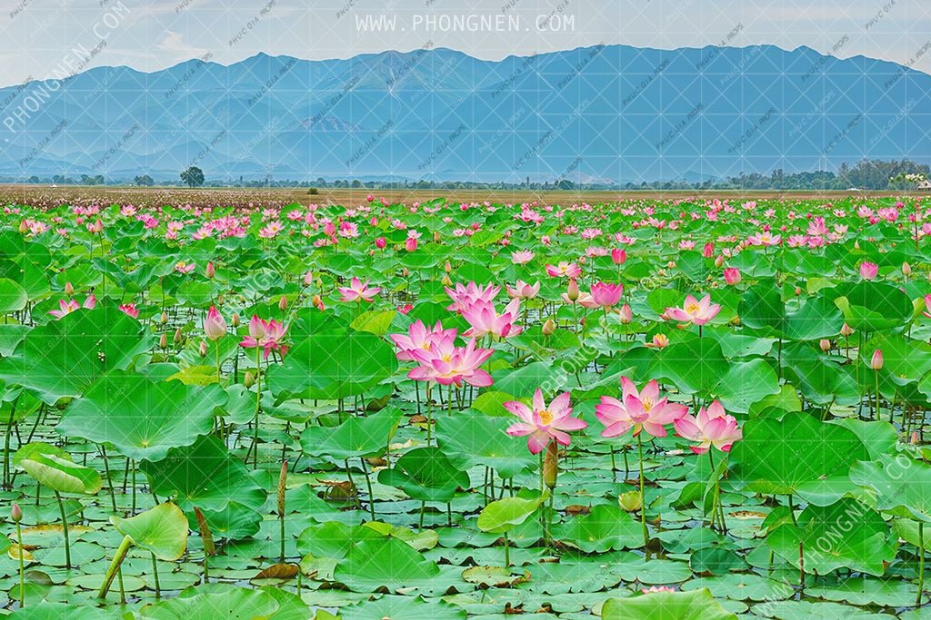  Phông Nền Sinh Nhật - SEN11 