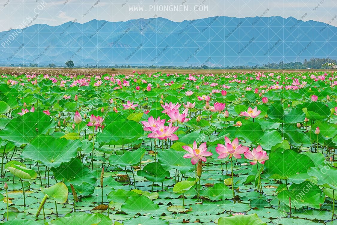  Phông Nền Sinh Nhật - SEN11 