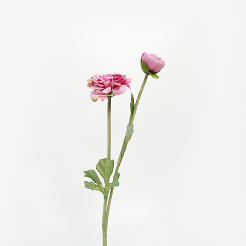 Hoa Hồng Camellia Nhành 2 Hoa