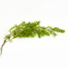 Cành Thông Kim Treo Tường Decor