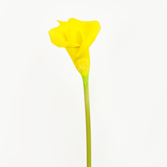 Cành Hoa Calla Lily PU Form Lớn