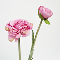Hoa Hồng Camellia Nhành 2 Hoa