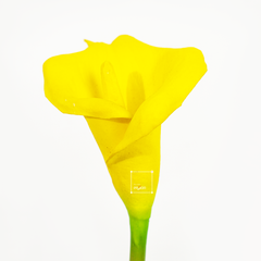 Cành Hoa Calla Lily PU Form Lớn