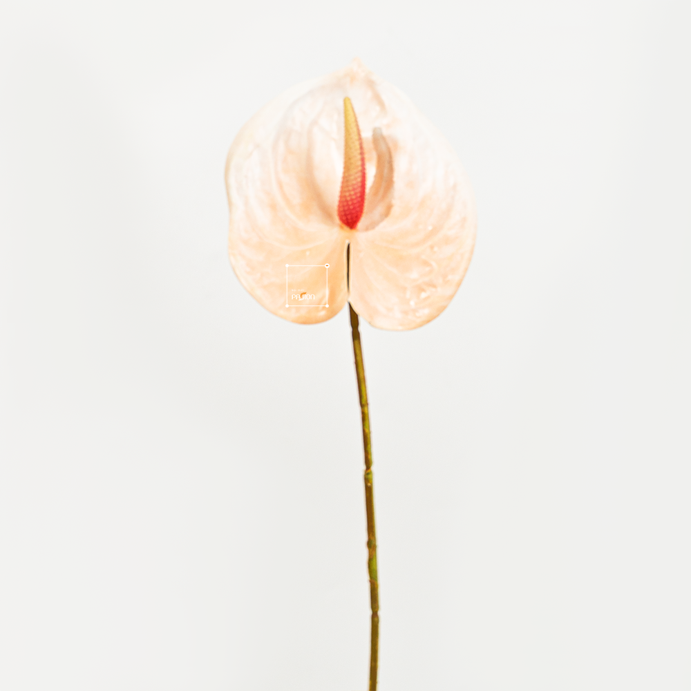 Cành Hoa Hồng Môn Anthurium