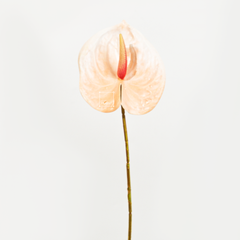 Cành Hoa Hồng Môn Anthurium