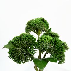 Hoa Giả Gel Mềm Hoa Súp Lơ Decor