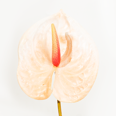 Cành Hoa Hồng Môn Anthurium