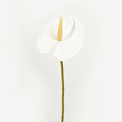 Cành Hoa Hồng Môn Anthurium
