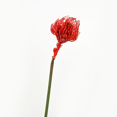 Hoa Leucospermum Hoa Giả Decor