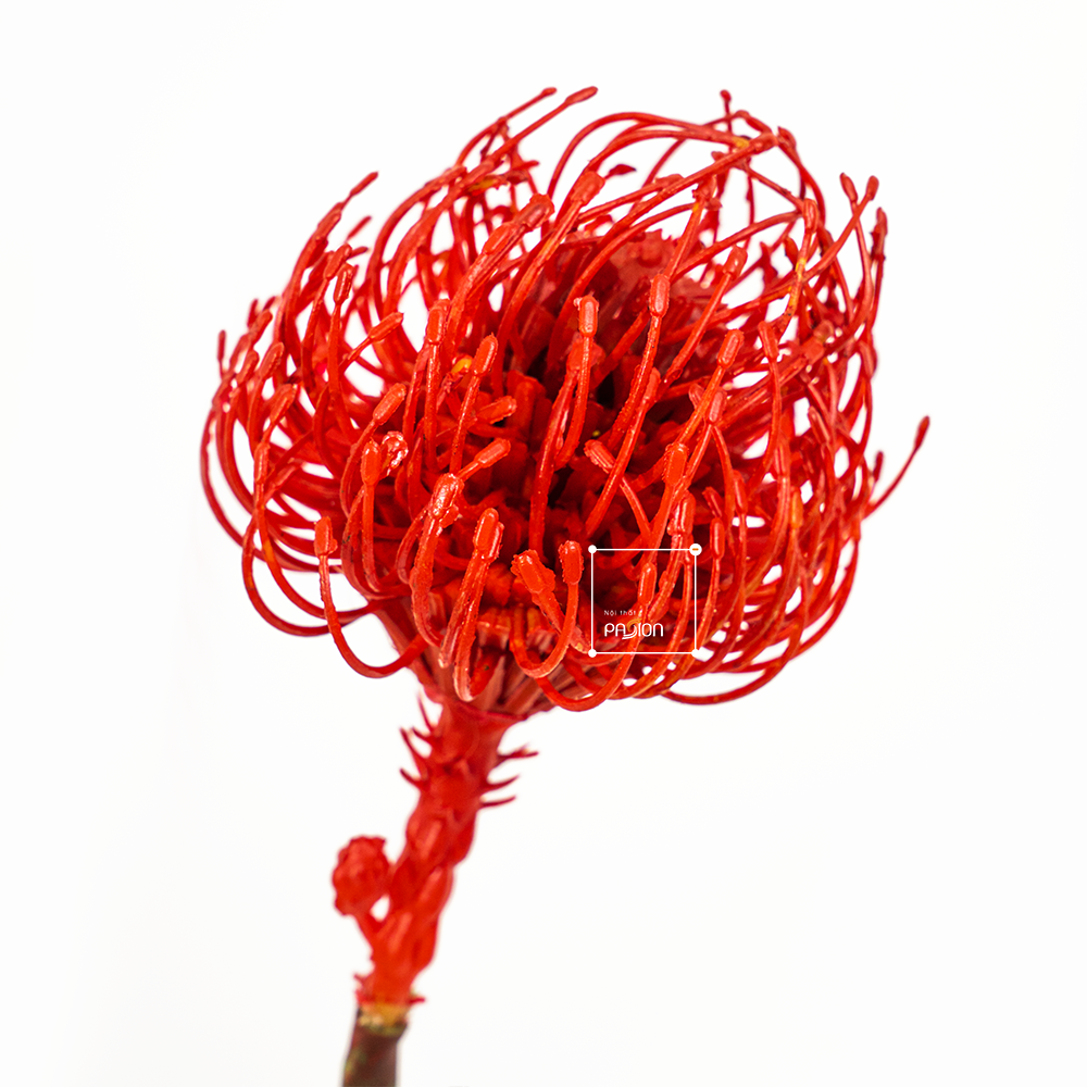 Hoa Leucospermum Hoa Giả Decor