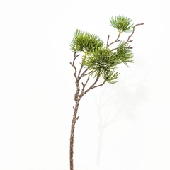Cành Thông Bách Podocarpus