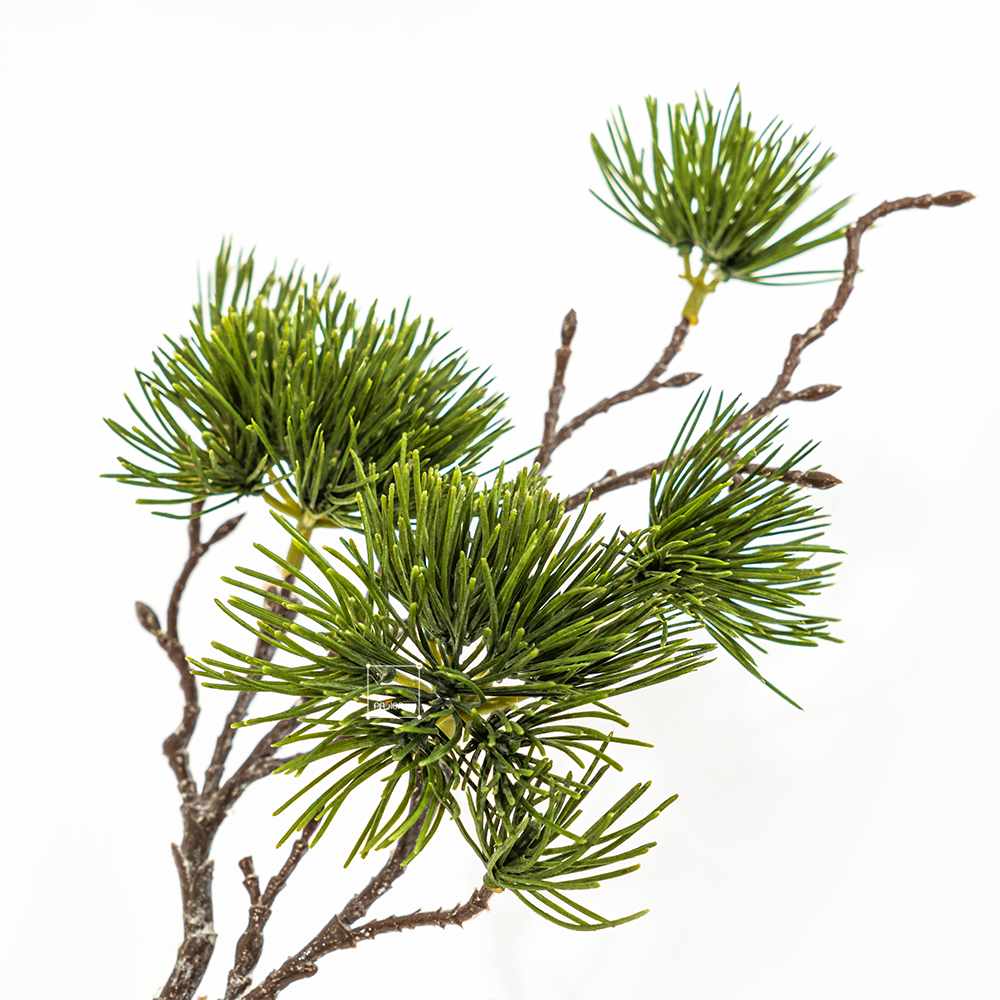 Cành Thông Bách Podocarpus