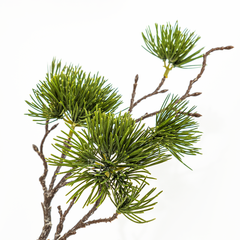 Cành Thông Bách Podocarpus