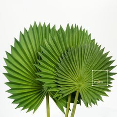 Combo 3 Lá Cọ Sậy Nhựa Decor