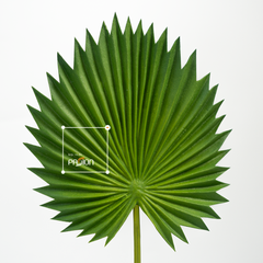 Combo 3 Lá Cọ Sậy Nhựa Decor