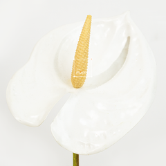 Cành Hoa Hồng Môn Anthurium