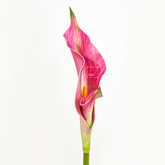 Hoa Giả Decor Hoa Lily EVA Calla Sang Trọng