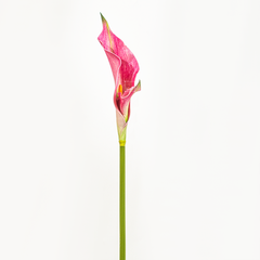 Hoa Giả Decor Hoa Lily EVA Calla Sang Trọng
