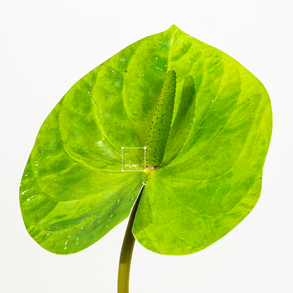 Hoa Môn Giả Anthurium Cành Đơn In 3D Decor Sang Trọng