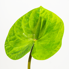 Hoa Môn Giả Anthurium Cành Đơn In 3D Decor Sang Trọng