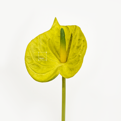 Hoa Môn Giả Anthurium Cành Đơn In 3D Decor Sang Trọng