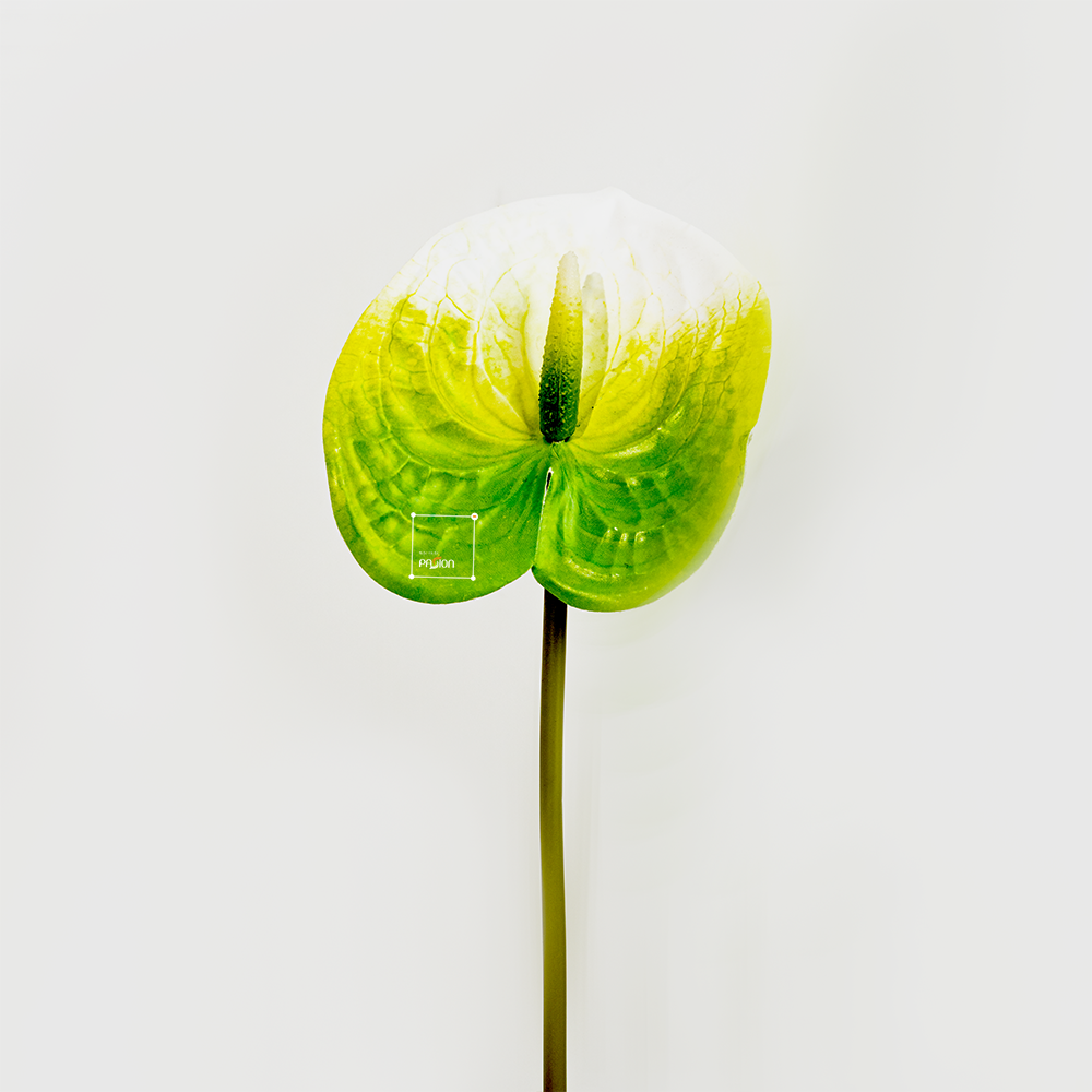 Hoa Môn Giả Anthurium Cành Đơn In 3D Decor Sang Trọng