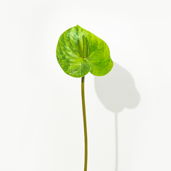 Hoa Môn Giả Anthurium Cành Đơn In 3D Decor Sang Trọng