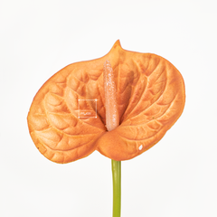 Hoa Môn Giả Anthurium Cành Đơn In 3D Decor Sang Trọng